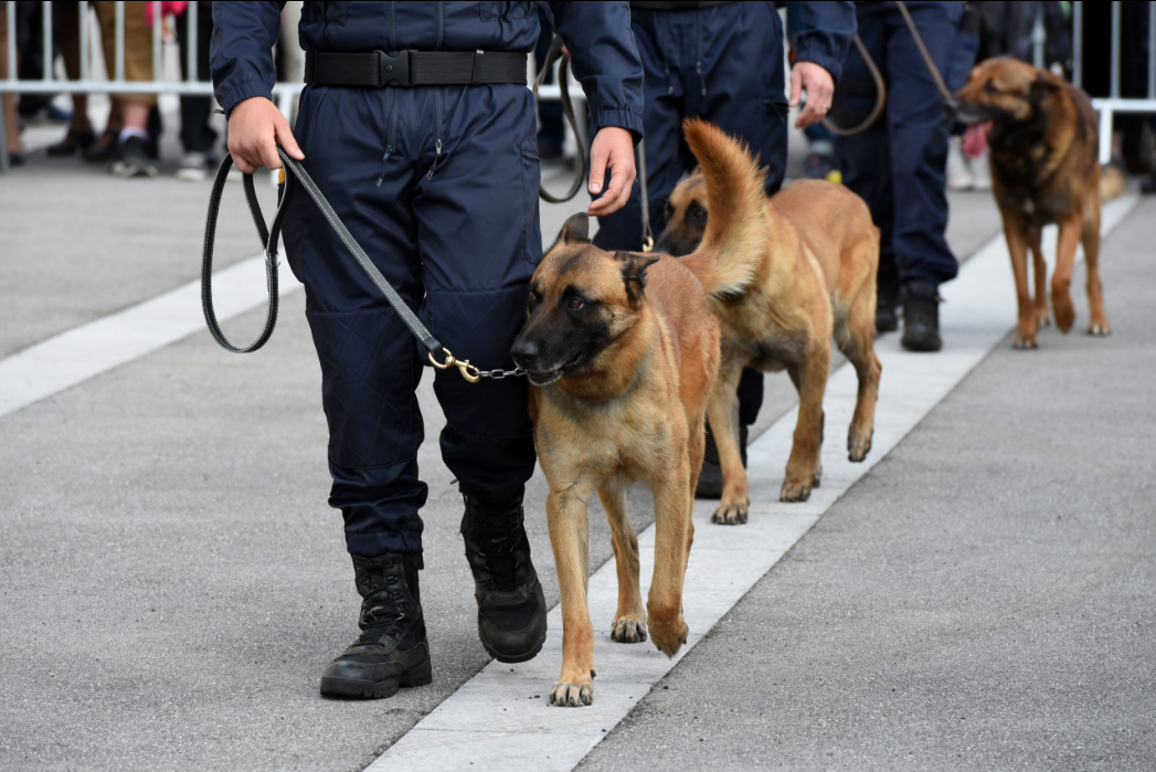 Sécurité Cynophile